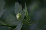 Southern blue monkshood <BR>Monkshood